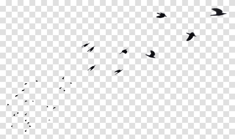 Flock Of Birds Flying Away In Distance Stock By Flock, Animal, Silhouette Transparent Png