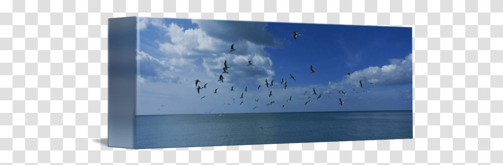 Flock Of Birds Flying Over A Sea By Panoramic Images Current, Animal, Outdoors, Nature, Sky Transparent Png