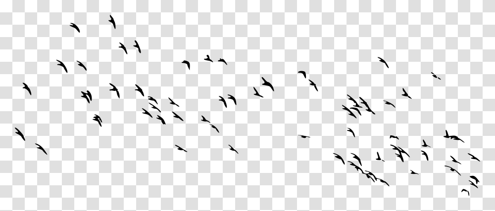 Flock Of Birds, Gray, World Of Warcraft Transparent Png