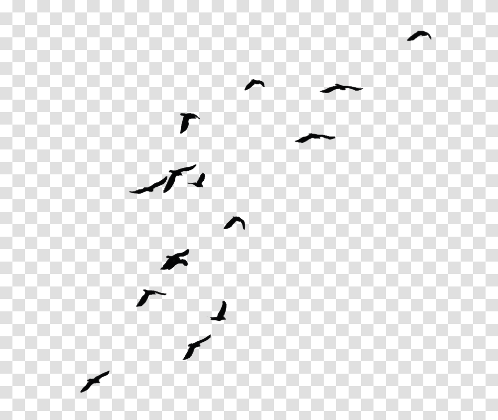 Flock Of Birds Images Free Download, Flying, Animal, Silhouette Transparent Png