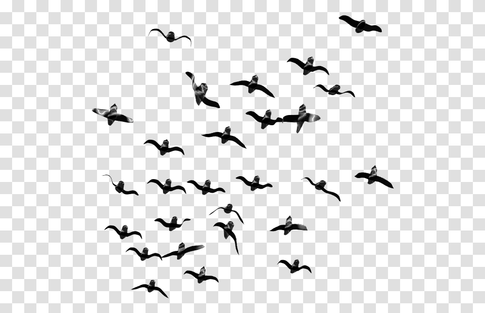 Flock Of Birds, Outdoors, Nature, Night, Outer Space Transparent Png