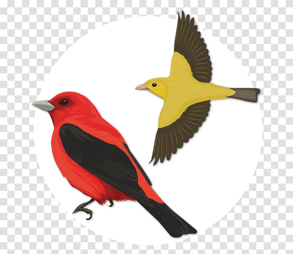 Flock Of Birds Scarlet Tanager 455651 Vippng Pajaro Escarlata, Animal, Finch, Canary, Blackbird Transparent Png