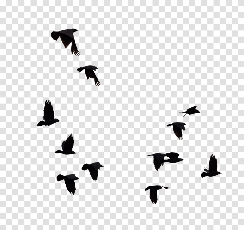 Flock Of Birds Silhouette, Bat, Wildlife, Mammal, Animal Transparent Png