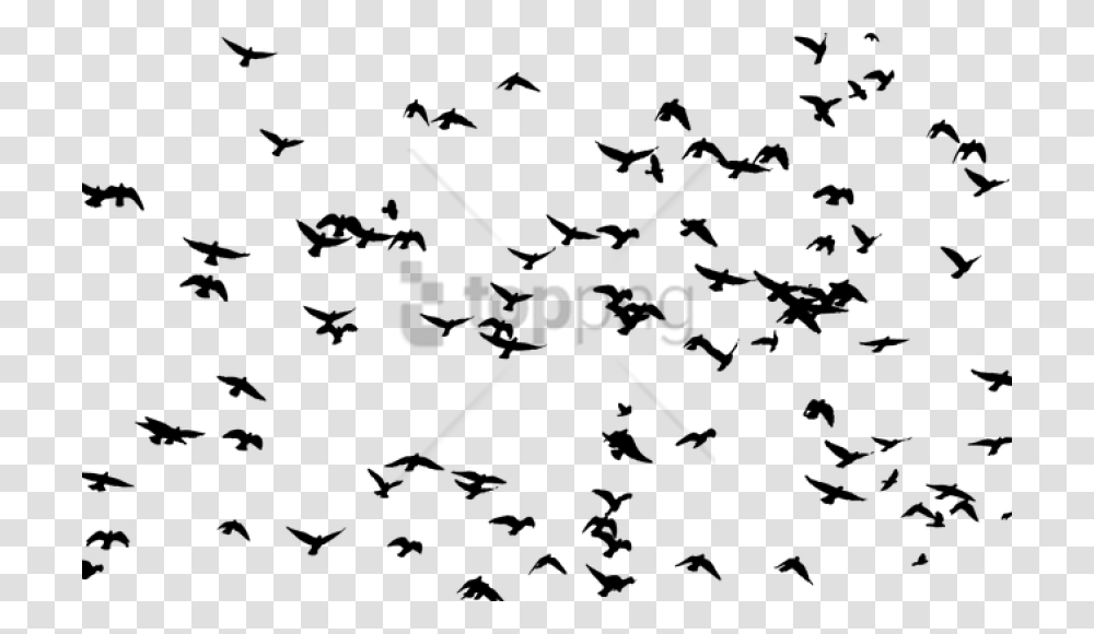 Flock Of Birds, Silhouette, Stencil, Animal Transparent Png
