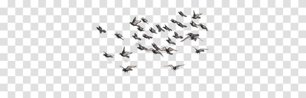 Flock Of Doves, Flying, Bird, Animal Transparent Png