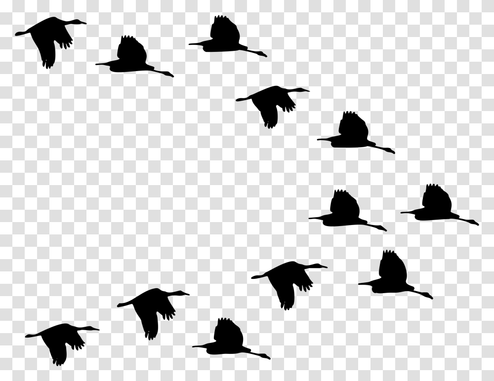 Flock Of Ducks Clipart, Gray, World Of Warcraft Transparent Png