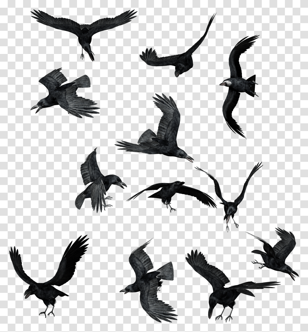 Flock Of Ravens, Bird, Animal, Flying, Eagle Transparent Png
