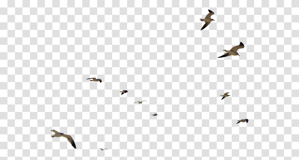 Flock Of Seagulls, Flying, Bird, Animal, Nature Transparent Png