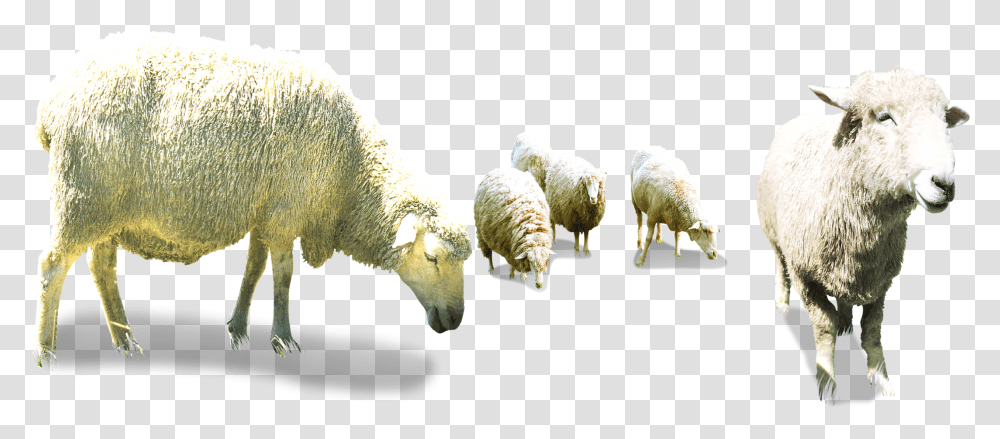 Flock Of Sheep Sheep Herd, Mammal, Animal, Plant Transparent Png