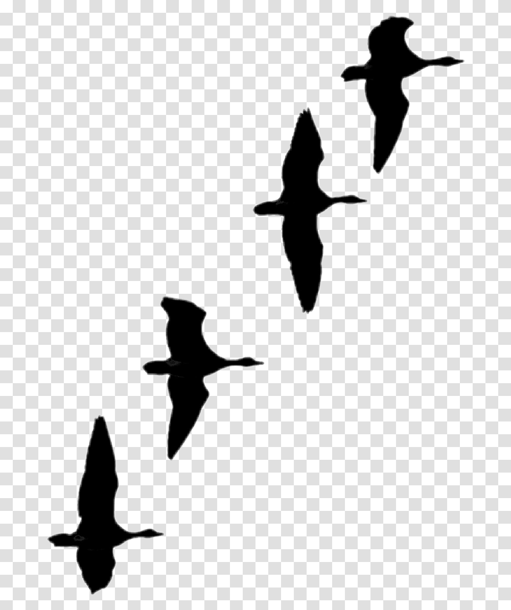 Flock, Silhouette, Flying, Bird, Animal Transparent Png