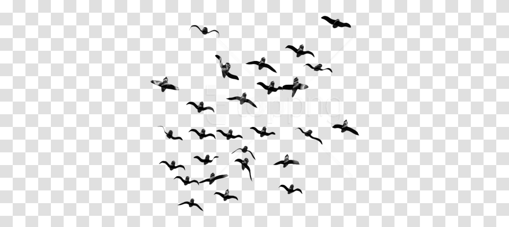 Flockbird Migrationbirdanimal Migrationskyblack Flock Of Birds Flying, Musician, Musical Instrument, Tripod, Silhouette Transparent Png