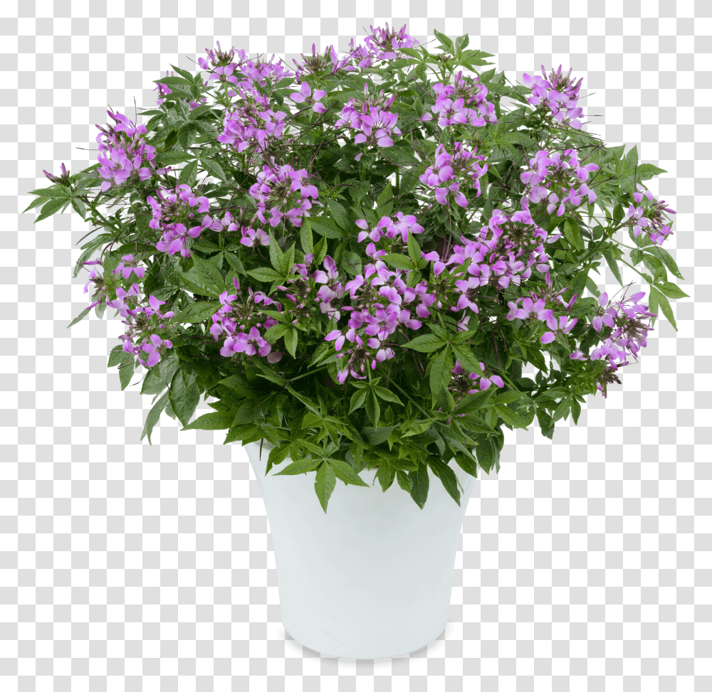 Flor Clio, Plant, Flower, Blossom, Flower Arrangement Transparent Png