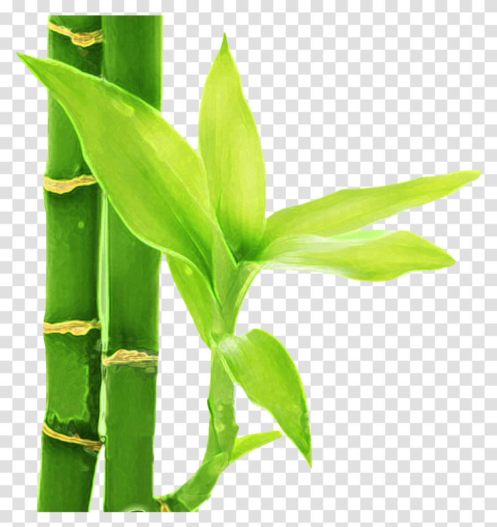 Flor De Bambu Download Flor De Bambu, Plant, Bamboo Transparent Png