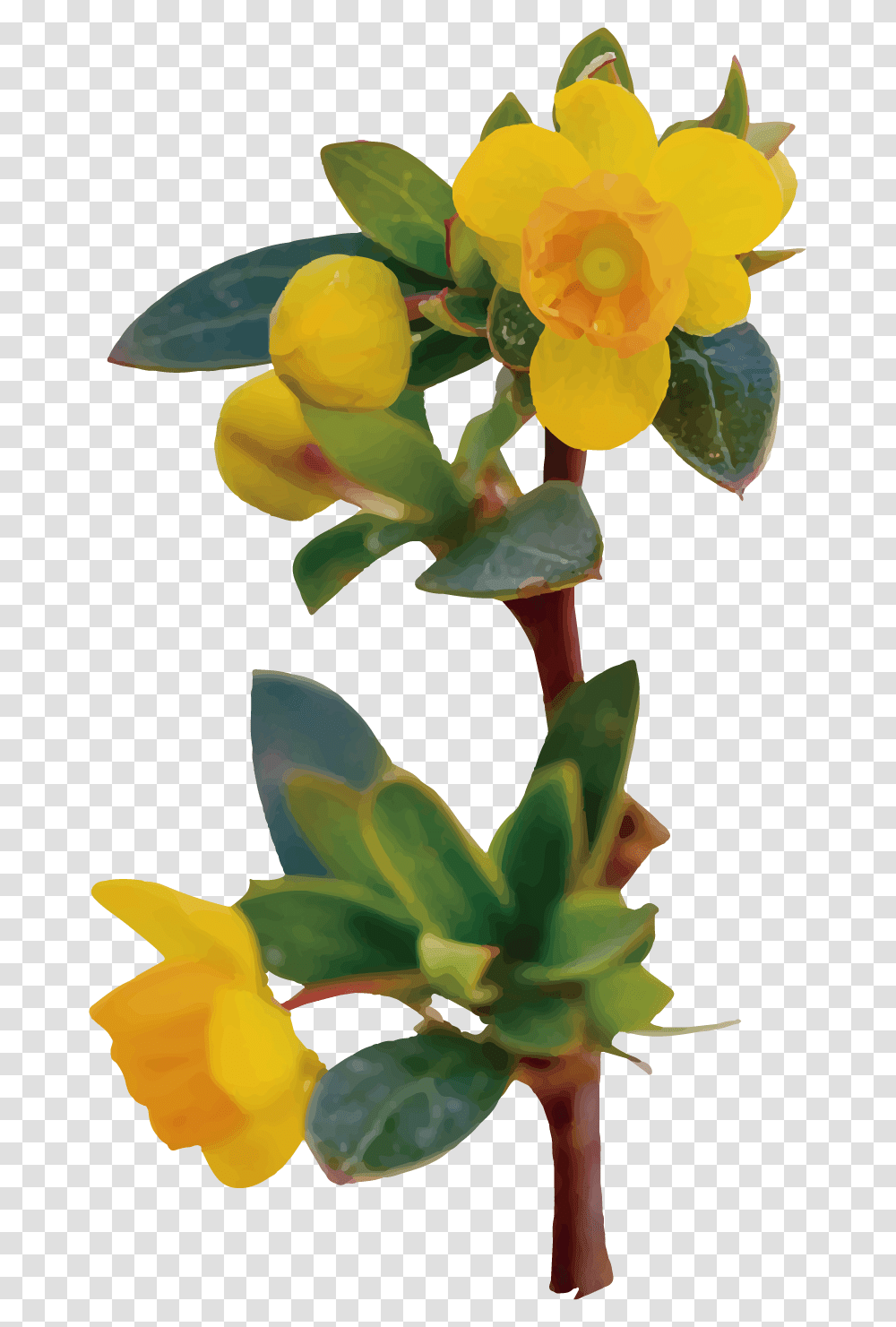 Flor De Calafate Dibujo, Plant, Flower, Blossom, Flower Arrangement Transparent Png