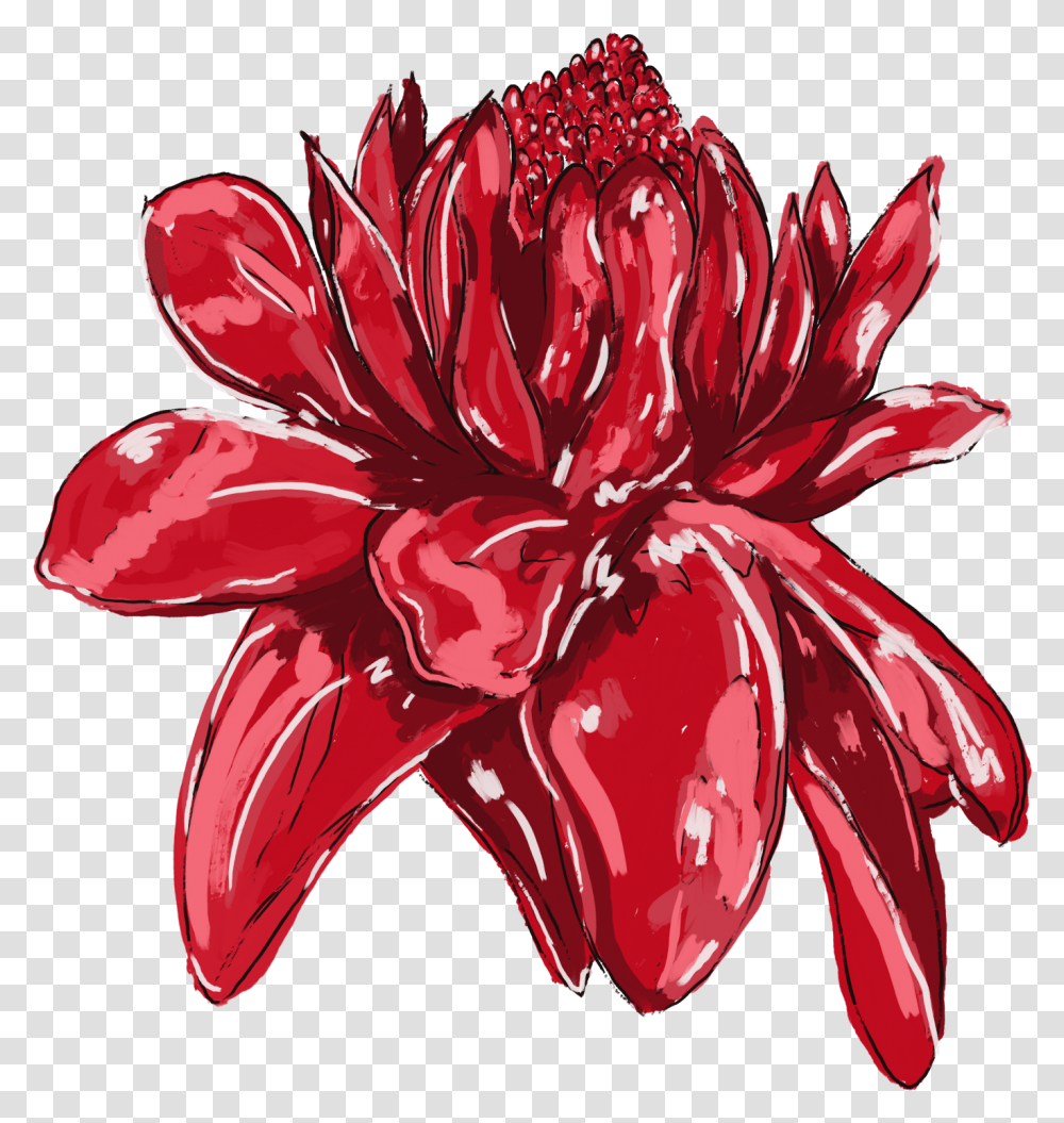Flor De Jamaica Dibujo, Dahlia, Flower, Plant, Blossom Transparent Png