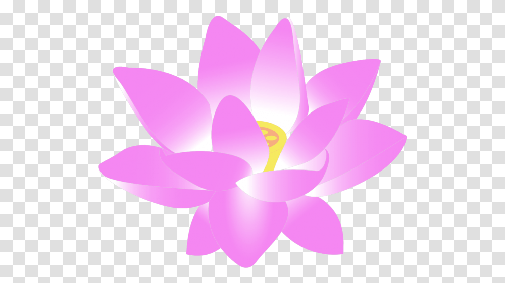 Flor De Lotus Flower Whatsapp Dp, Lily, Plant, Blossom, Pond Lily Transparent Png