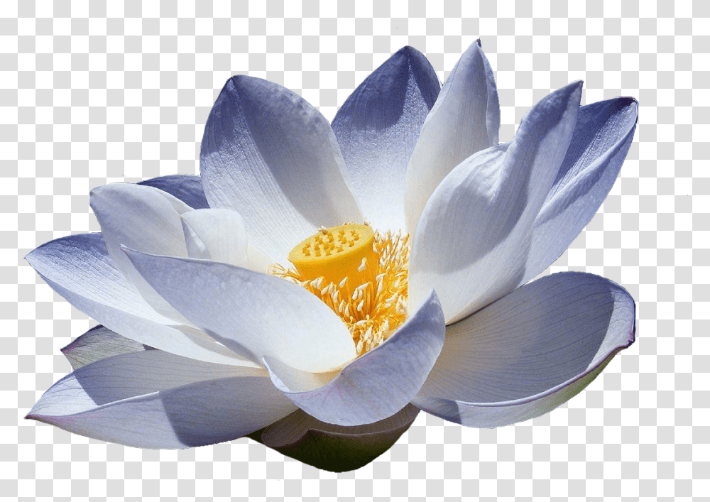 Flor De Lotus Japanese Lotus Flower White Blue Water Lily, Plant, Blossom, Pond Lily, Anemone Transparent Png