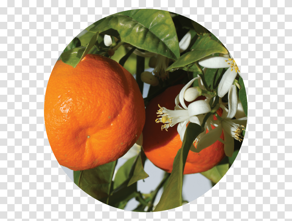 Flor De Mandarina, Orange, Citrus Fruit, Plant, Food Transparent Png