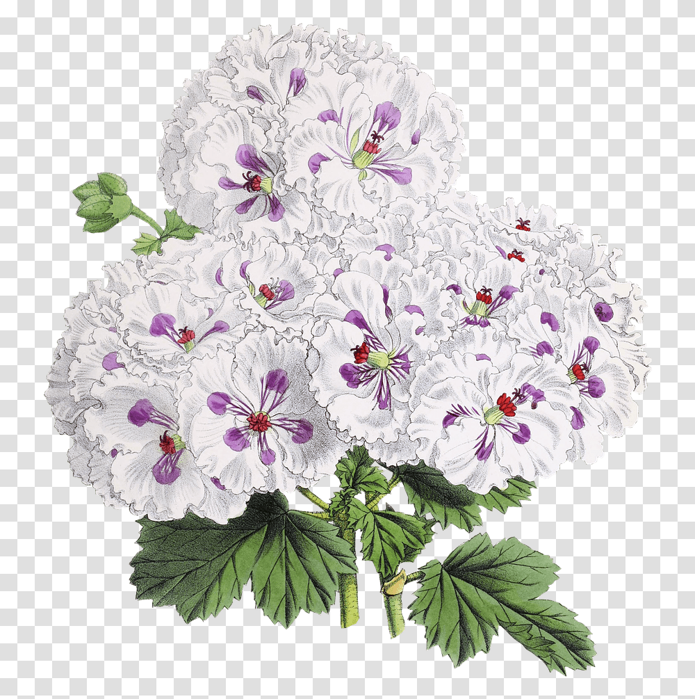 Flor Dibujo Japanese Flowers Drawing, Geranium, Plant, Blossom, Rug Transparent Png