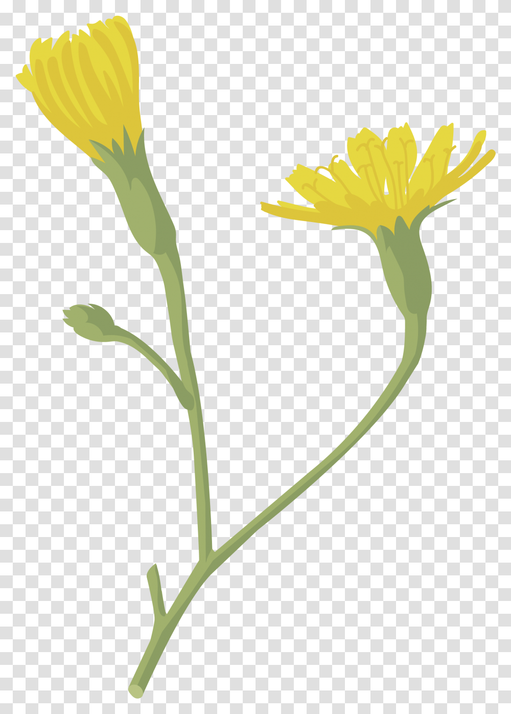 Flor English Marigold, Plant, Flower, Blossom, Dandelion Transparent Png