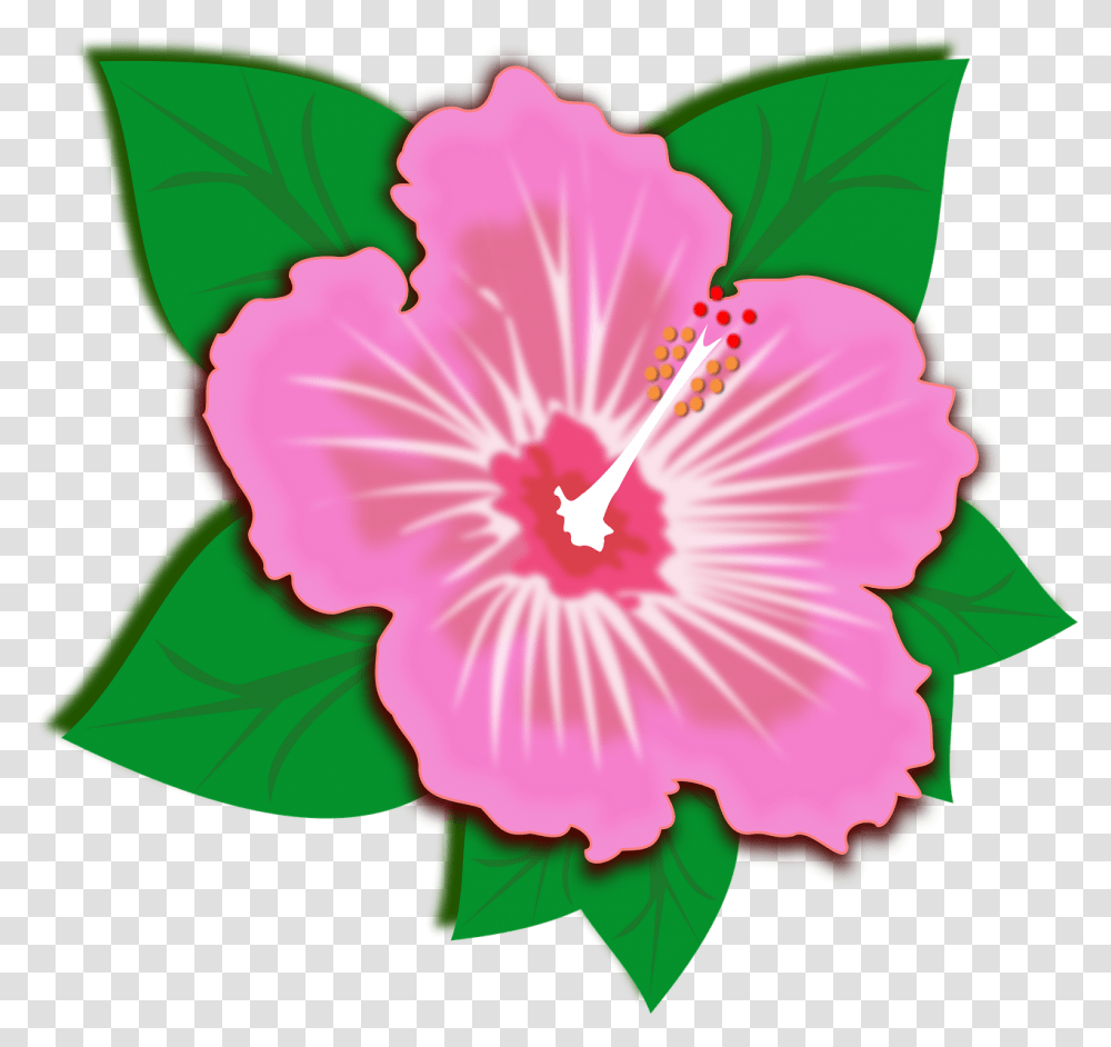 Flor, Hibiscus, Flower, Plant, Blossom Transparent Png