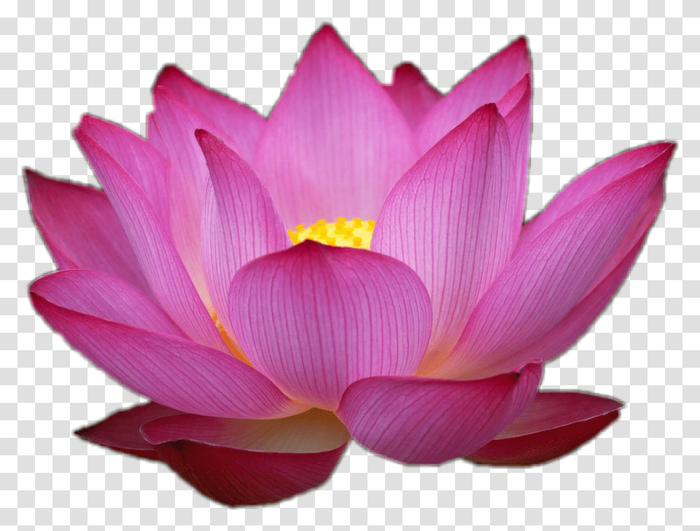 Flor Loto Love Flowers Flower Pink Lotus, Plant, Blossom, Dahlia, Petal Transparent Png