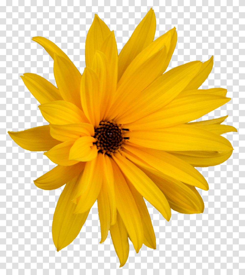 Flor Margarita 1 Image Flor, Plant, Flower, Blossom, Honey Bee Transparent Png