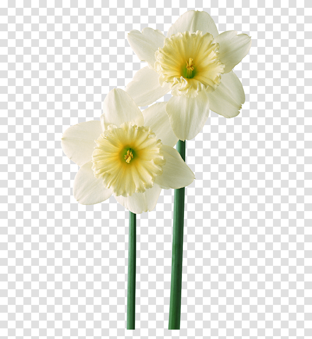 Flor Mes De Nacimiento Narcisos Green Flower Mobile Wallpaper Hd, Plant, Blossom, Daffodil Transparent Png