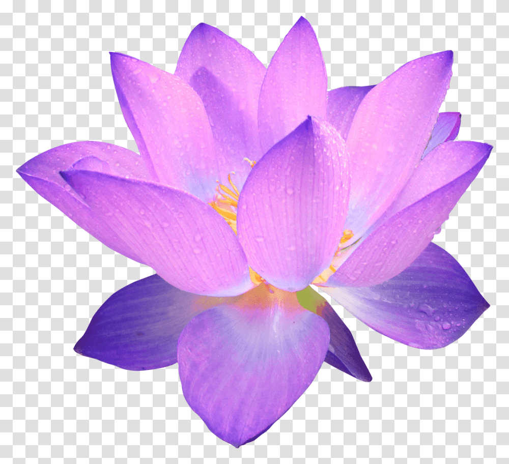 Flor Morada Purple Flower Background, Plant, Blossom, Lily, Pond Lily Transparent Png