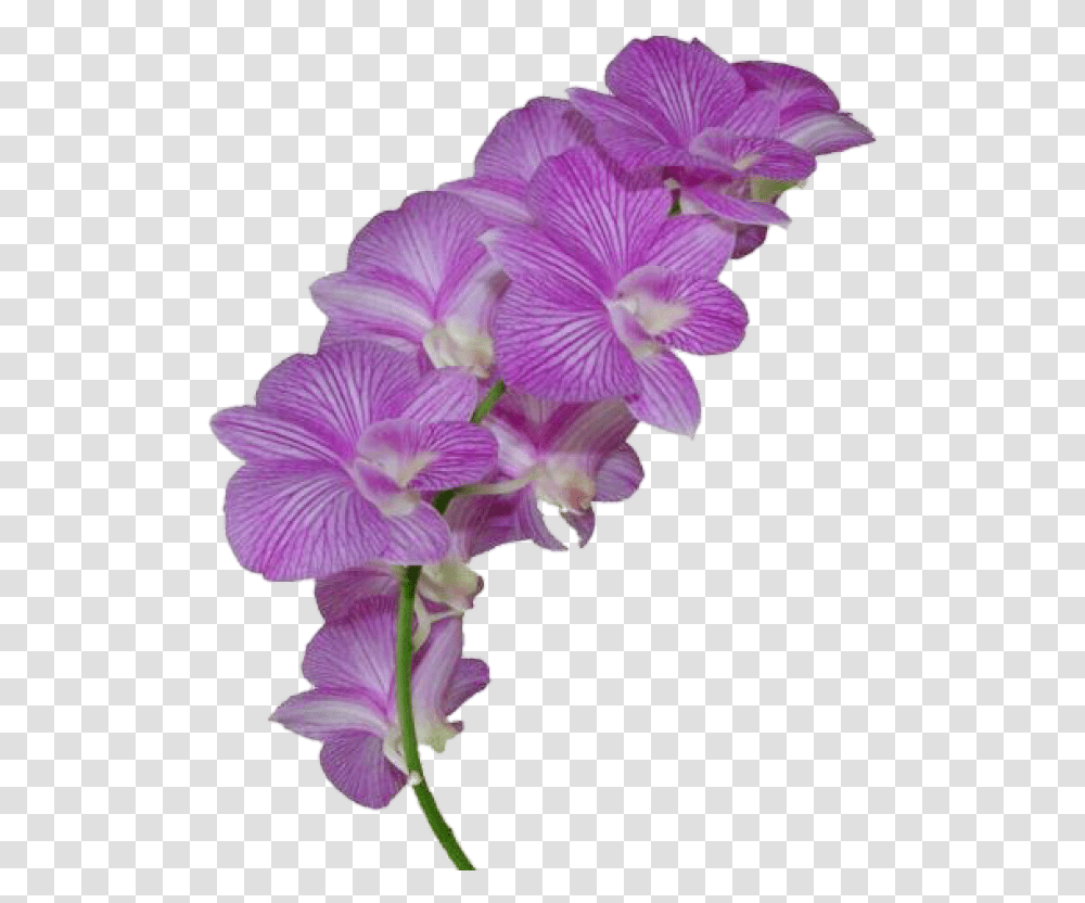 Flor Morado Flowers Flores Flower Orchid On Background, Geranium, Plant, Blossom, Purple Transparent Png