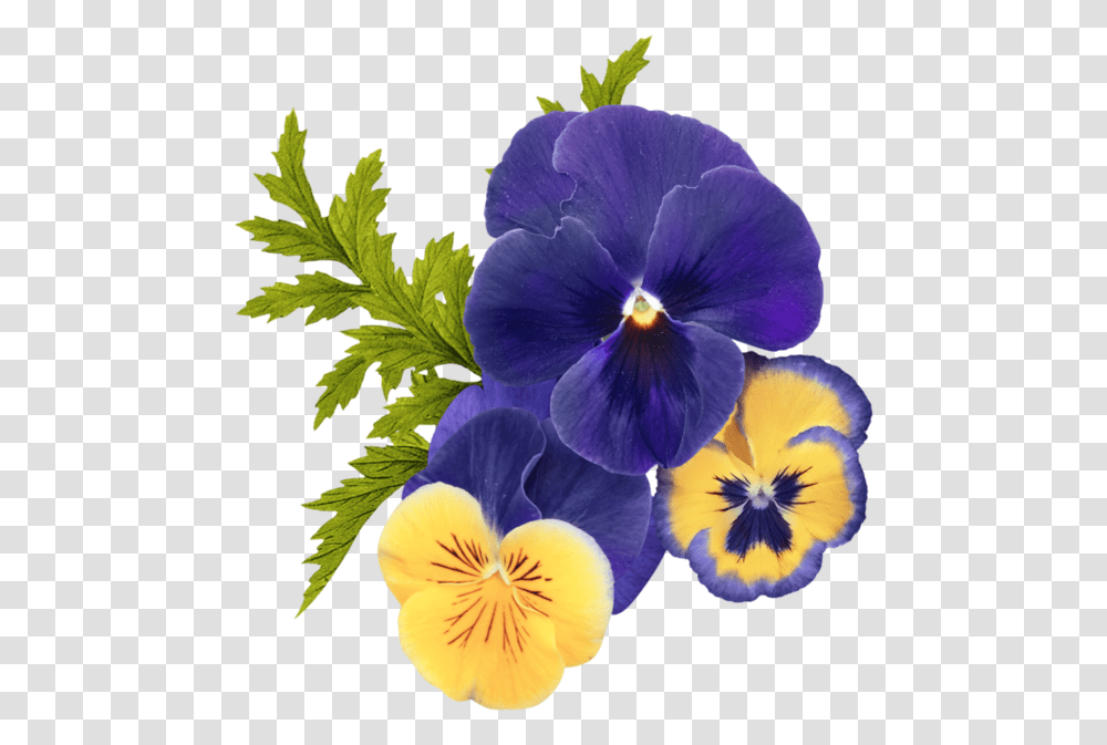 Flor Pensamiento Para Sublimar, Plant, Flower, Blossom, Iris Transparent Png