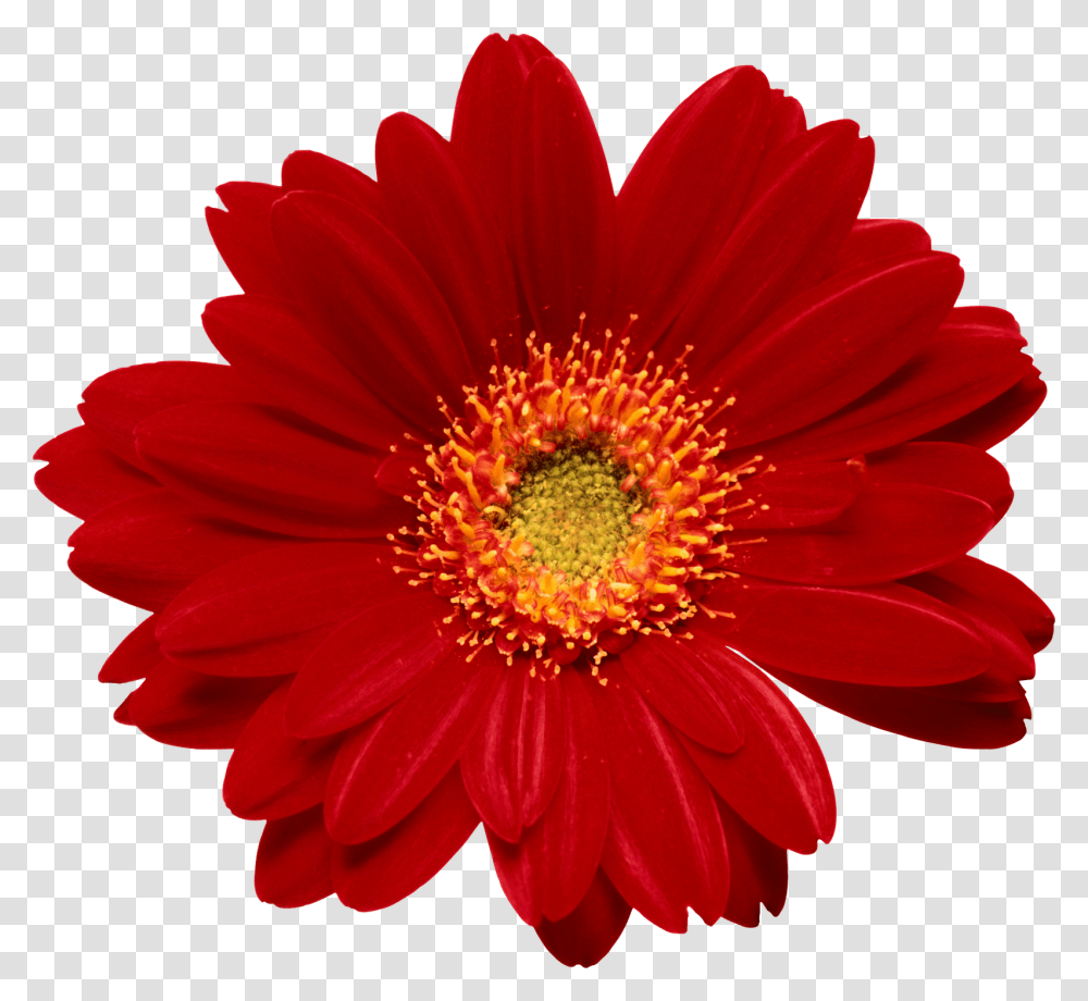 Flor, Plant, Flower, Blossom, Daisy Transparent Png