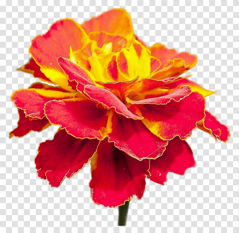 Flor Roja Con Amarillo, Plant, Flower, Blossom, Petal Transparent Png