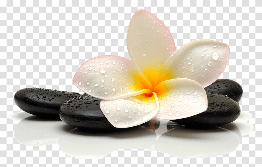 Flor Spa, Plant, Petal, Flower, Blossom Transparent Png