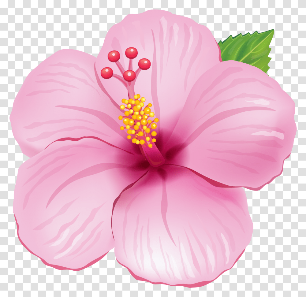 Flor Tropical, Plant, Hibiscus, Flower, Blossom Transparent Png