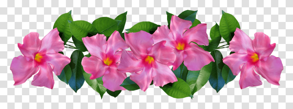 Flor Tropical Rosa, Geranium, Flower, Plant, Blossom Transparent Png
