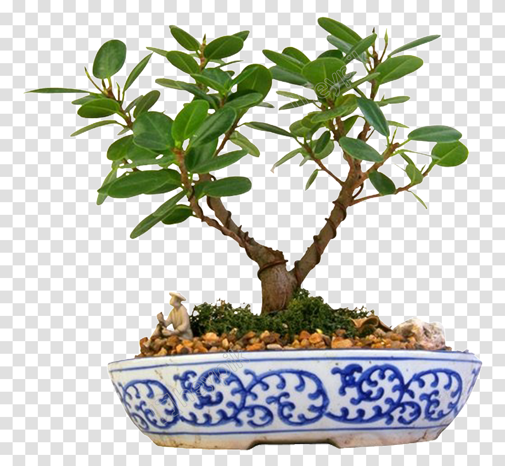 Flor Verde Porcelana Bonsai, Potted Plant, Vase, Jar, Pottery Transparent Png