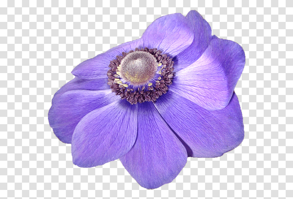 Flor Violeta, Anemone, Flower, Plant, Blossom Transparent Png