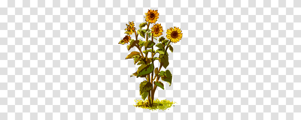 Flora Nature, Plant, Flower, Vegetation Transparent Png