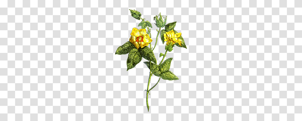 Flora Nature, Plant, Leaf, Potted Plant Transparent Png