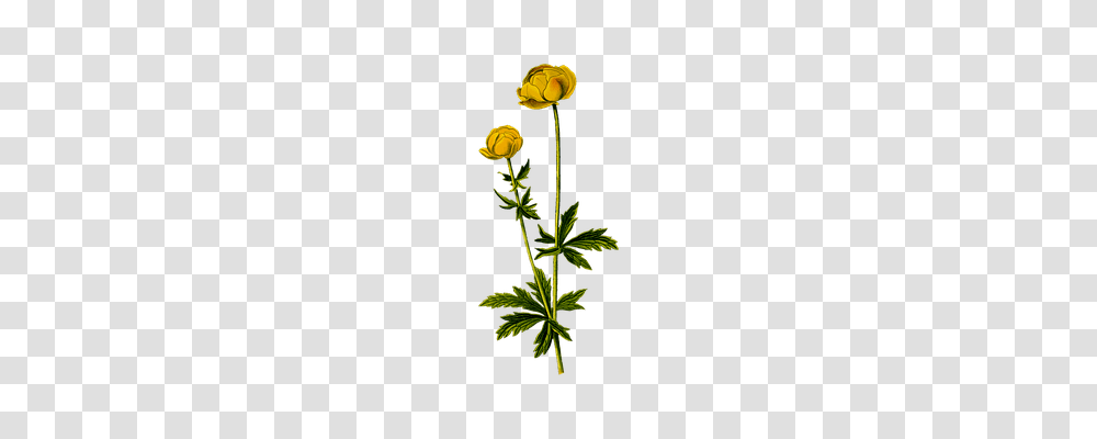 Flora Nature, Plant, Flower, Geranium Transparent Png