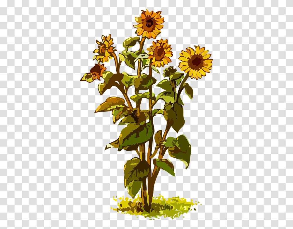 Flora Floral Flower Free Vector Graphic On Pixabay Sunflower Plant Clipart, Blossom, Daisy, Daisies, Treasure Flower Transparent Png