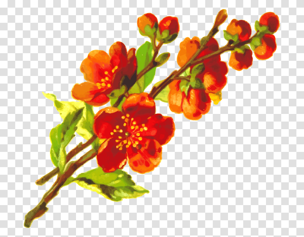 Flora Floral Flower Plant Orange Flower Aesthetic, Blossom, Pollen, Anther, Petal Transparent Png