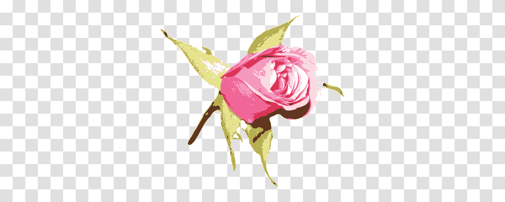 Floral Nature, Rose, Flower, Plant Transparent Png