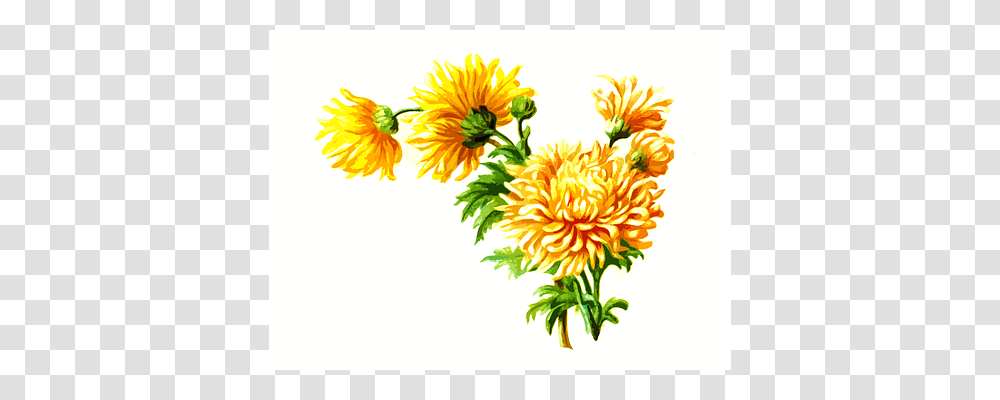 Floral Graphics, Floral Design, Pattern Transparent Png