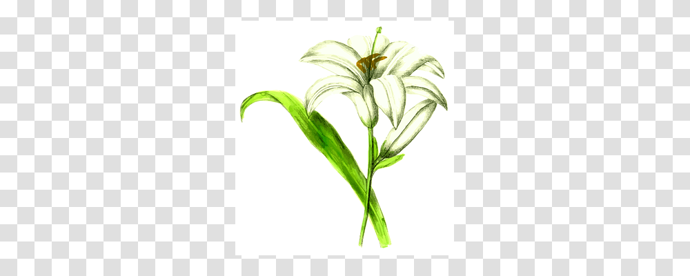 Floral Plant, Flower, Blossom, Flower Arrangement Transparent Png