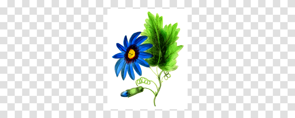 Floral Plant, Floral Design Transparent Png