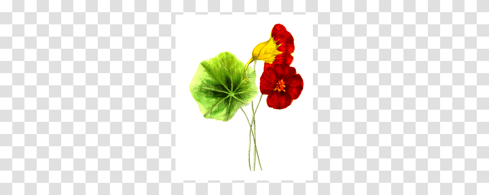 Floral Plant, Leaf, Flower, Anther Transparent Png