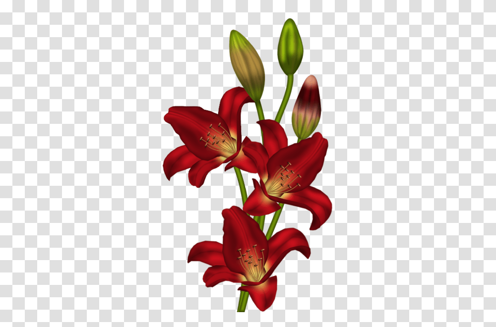 Floral Art Gallery Flowers Clip Art, Plant, Blossom, Lily, Amaryllis Transparent Png