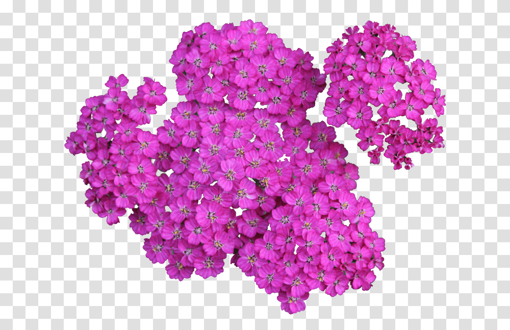 Floral Clipart Achillea, Plant, Geranium, Flower, Blossom Transparent Png